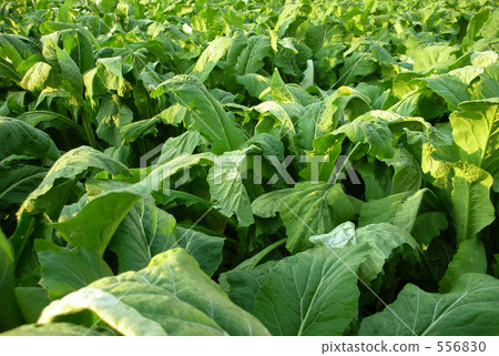green vegetables, vegetable field, suguki pickle 556830