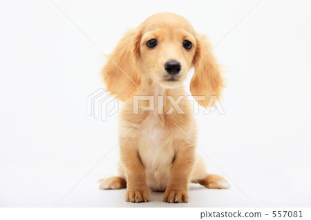 微型達克斯 557081