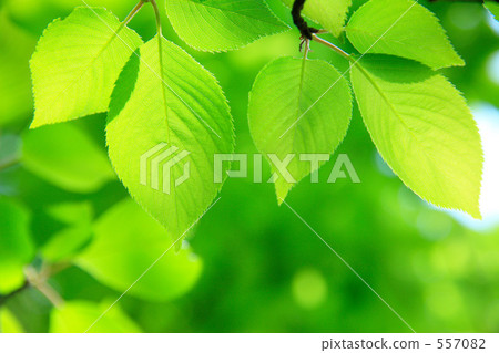 新鮮的綠葉 新鮮的綠葉 557082