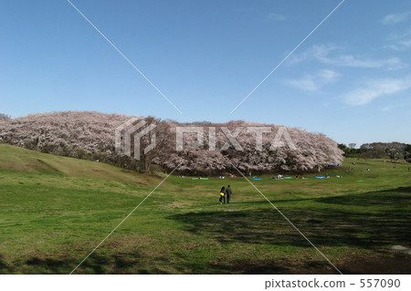 在Negishi森林公園的櫻花 557090
