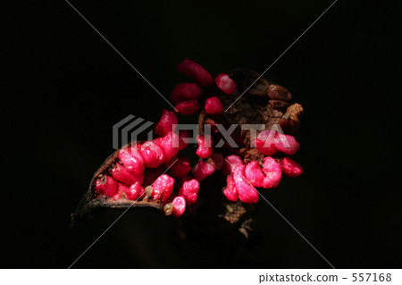 Mountain Peony Fruit 557168