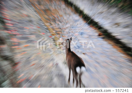 Deer Ⅱ of Miyajima Deer Ⅱ of Miyajima 557241