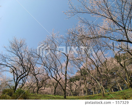 Yoshino Umehoshi Plum Park 557329