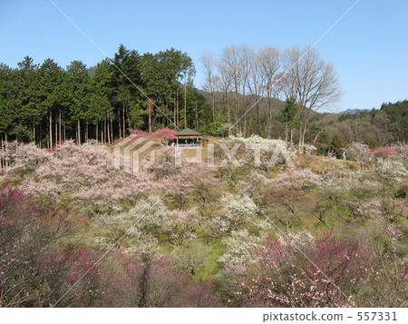 Yoshino Umehoshi Plum Park 557331