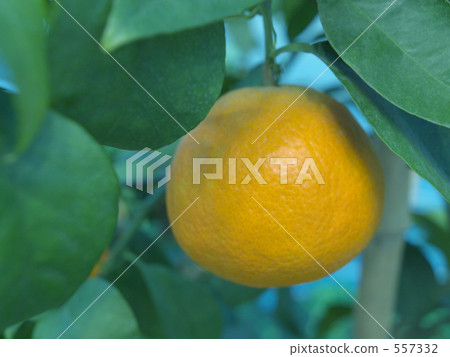 紅色瘋狂 紅色瘋狂 557332