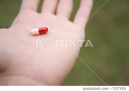 棕櫚樹 棕櫚樹 557359