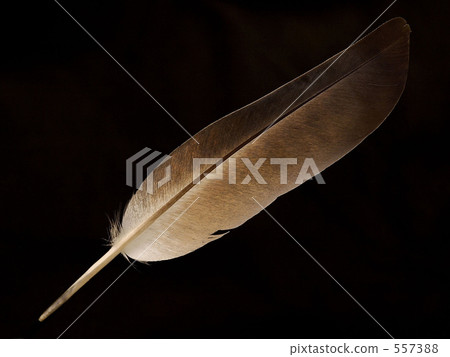 羽毛 羽毛 557388