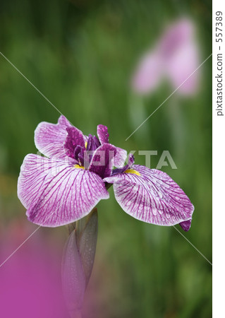 鳶尾花 557389