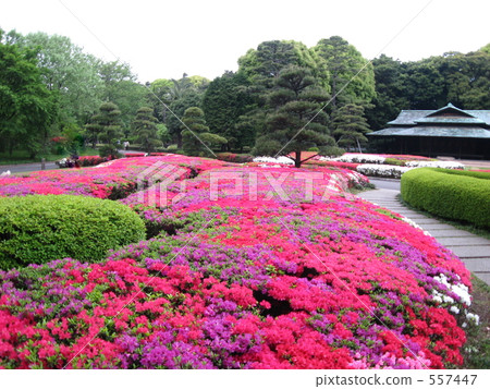 皇宮東花園的杜鵑花 557447