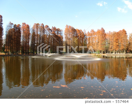 Autumn leaves of Metasequoia at Bishouma Park 557464