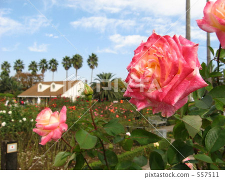 Roses of Yatsu Rose Garden fall Roses of Yatsu Rose Garden fall 557511
