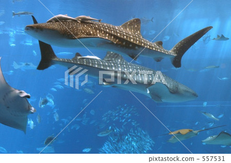 A large aquarium of the Churaumi Aquarium 557531