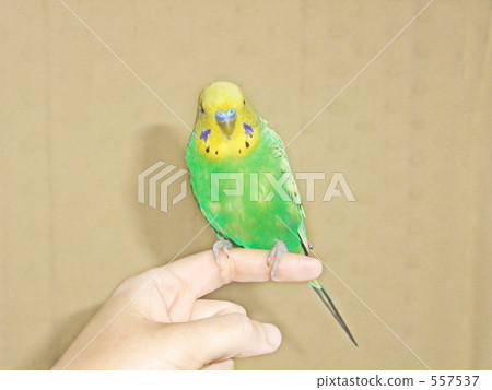 Hand glue parakeet Hand glue parakeet 557537