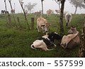 Landscape with peaceful cows Landscape with peaceful cows 557599