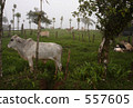 Thinking cow Thinking cow 557605