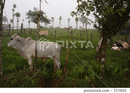 Thinking cow 557605