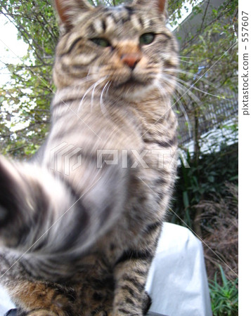 Cat punch (right straight) Cat punch (right straight) 557607
