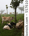 Mist farm with cows Mist farm with cows 557610