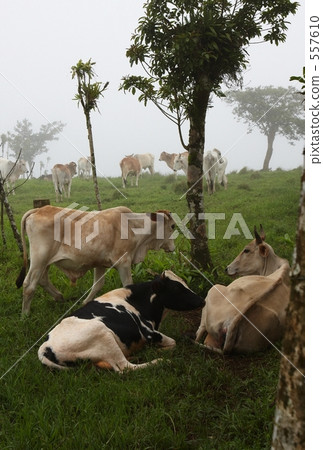Mist farm with cows 557610