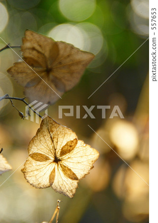 Dead leaves 557653