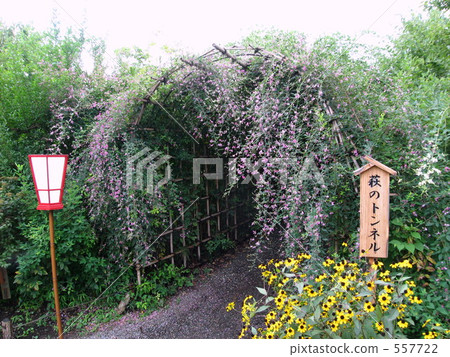 Mukojima Hyakuen的H 557722