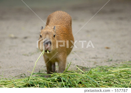 水豚兒童3 557787