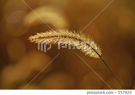 閃亮的畫筆 557929