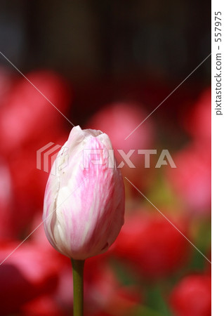 Tulip at Hitachi Beach Park Tulip at Hitachi Beach Park 557975