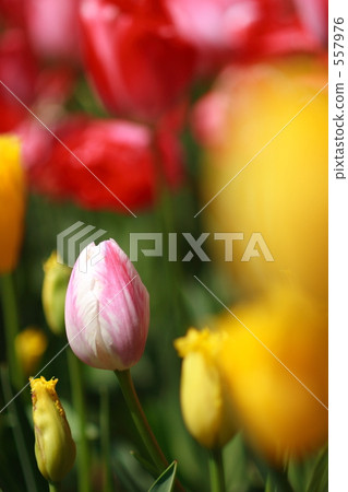 Tulip at Hitachi Beach Park Tulip at Hitachi Beach Park 557976