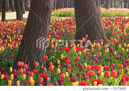 在日立海灘公園的鬱金香 557980