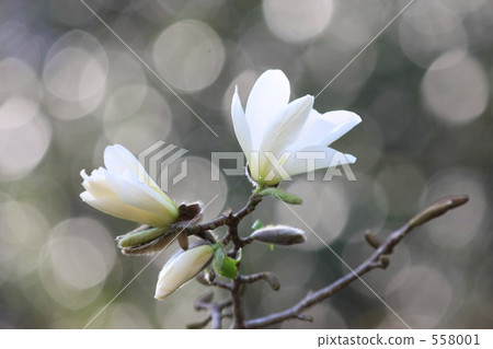 Fist Flower Fist Flower 558001