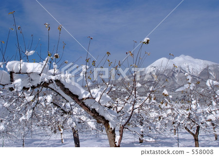 Snow apple garden Snow apple garden 558008