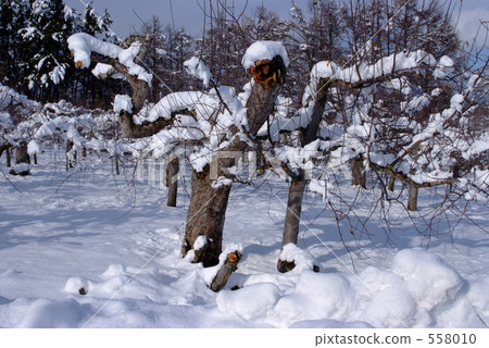 Snow apple garden 558010