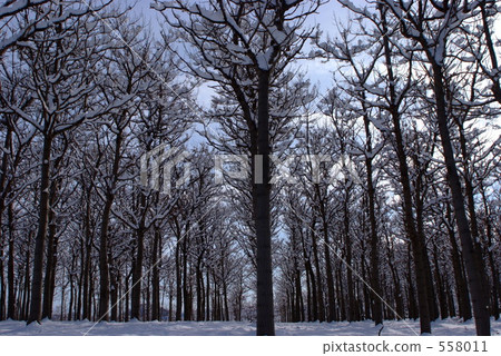 Snow forest 558011