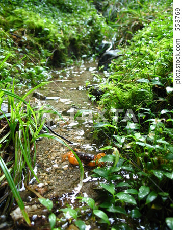 風景用沙子小龍蝦 風景用沙子小龍蝦 558769