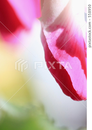 Cyclamen's bud Cyclamen's bud 558950