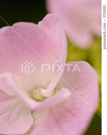 吞下繡球花 吞下繡球花 558985