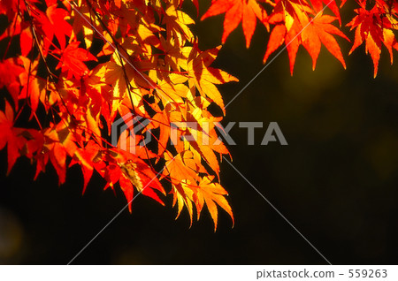 Autumn leaves of backlight Autumn leaves of backlight 559263