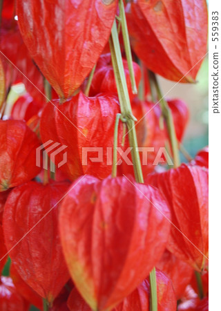 乾花 茶蔗子屬 鵝莓 559383