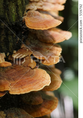 mushroom mushroom 559792