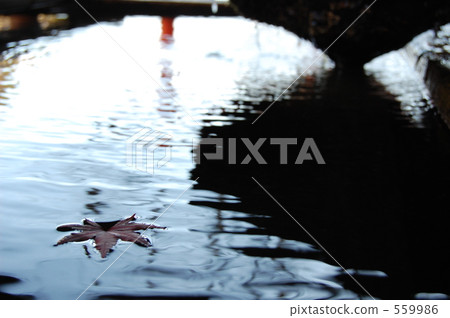 water surface, maple, yellow leafe 559986
