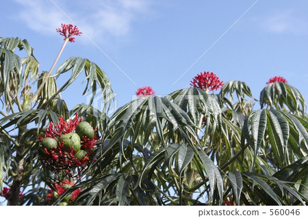 麻風樹 麻風樹 560046