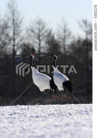 丹頂鶴 560226