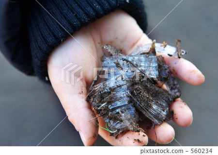 拿著霜柱子的手 560234