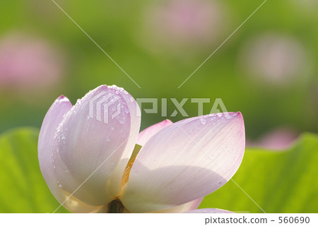 Oga lotus (morning tsuyu) Oga lotus (morning tsuyu) 560690
