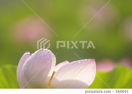 Oga lotus (morning tsuyu) Oga lotus (morning tsuyu) 560691