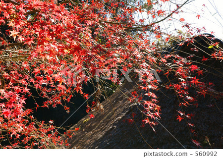 The leaves of Kamakura and the crawl roof 560992