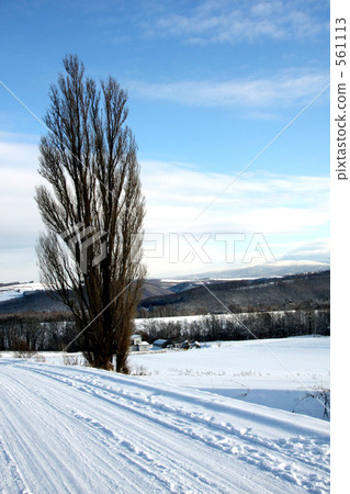  肯和瑪麗的樹 561113