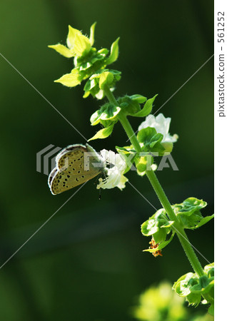羅勒和蝴蝶 561252