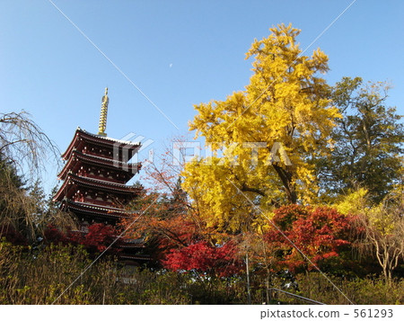 Autumn leaves of mainland temple 561293